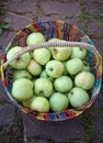 harvest of antonovka apples in a wire basket on a tiled garden path