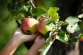 Harvest of apple