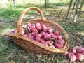 Autum Harvest apple farm wicker basket Royalty Free Stock Photo