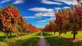 harvest apple farm Royalty Free Stock Photo