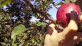 Harvest of apple tree in fall