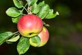 Harvest apples, apple trees in the garden after rain