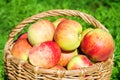 Harvest of apples in an autumn orchard.