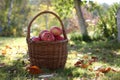 Harvest, apples in basket