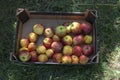 Harvest of apples in the pasteboard box Royalty Free Stock Photo