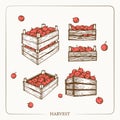 Harvest apples in wooden crates. Vintage sketch garden background. Hand drawn design. Vector illustration. Royalty Free Stock Photo