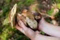 Harvest autumn edible mushrooms. Wild penny bun, cep, porcino or porcini Royalty Free Stock Photo
