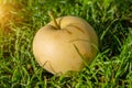 Harvest autumn. Yellow apple on green grass close-up