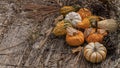 Harvest Backdrop of Pumpkins and Gourds on Wood