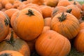 Harvest of big pumpkins on the field. October. Royalty Free Stock Photo