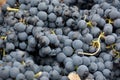 Harvesting, black grapes, bunches of grapes, for red wine Royalty Free Stock Photo