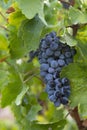 Ields vineyards ripen grapes for wine Royalty Free Stock Photo