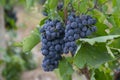 Fields vineyards ripen grapes for wine Royalty Free Stock Photo