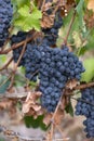 harvest of blue grapes. fields vineyards ripen grapes for wine . Royalty Free Stock Photo