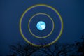 harvest blue moon double halo over top trees in the night sky
