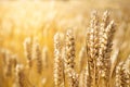 Harvest bread concept. The background of the wheat crop. Mature wheat ears in bright sunny yellow light Royalty Free Stock Photo