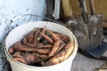 Harvest, bucket with dug carrots