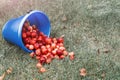 Harvest. Bucket of freshly picked crab apples. Apples are spilled out of the bucket on the green grass