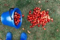 Harvest. A bucket of freshly picked crab apples lies on the grass. Apples spilled out of the bucket, top view