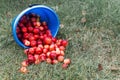 Harvest. Bucket of freshly picked crab apples. Apples are spilled out of the bucket on the green grass