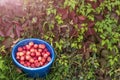 Harvest. Bucket of freshly picked crab apples. The bucket stands on the bright green grass against the bright autumn foliage.