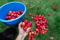 Harvest. Bucket of freshly picked crab apples on top is one big Apple. Bucket stands on bright green grass, top view Royalty Free Stock Photo