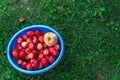 Harvest. Bucket of freshly picked crab apples on top is one big Apple. Bucket stands on bright green grass, top view. Royalty Free Stock Photo