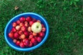 Harvest. Bucket of freshly picked crab apples on top is one big Apple. Bucket stands on bright green grass, top view Royalty Free Stock Photo