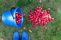 Harvest. A bucket of freshly picked crab apples lies on the grass. Apples spilled out of the bucket, top view.