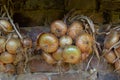 Harvest. Bunches onions are dried in a barn in the village