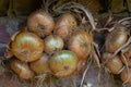 Harvest. Bunches onions are dried in a barn in the village