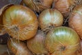 Harvest. Bunches onions are dried in a barn in the village