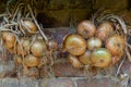 Harvest. Bunches onions are dried in a barn in the village