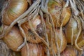 Harvest. Bunches onions are dried in a barn in the village