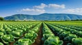 harvest cabbage farm