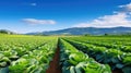 harvest cabbage farm