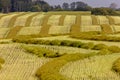 Harvest Canola Swath Saskatchewan