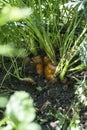 Harvest carrots in the garden