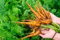 Harvest of carrots is holding a organic food