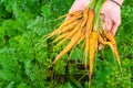 Harvest of carrots is holding a organic food