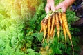 Harvest carrots in old women`s hands