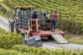 Harvest of Champagne Grapes Cramant France