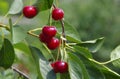 Harvest cherries on the branches of the bush