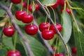 Harvest cherries on the branches of the bush