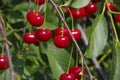 Harvest cherries on the branches of the bush