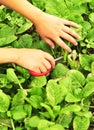 Harvest choysum in field Royalty Free Stock Photo