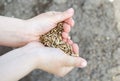 Harvest, close up of child`s hands holding wheat grains Royalty Free Stock Photo