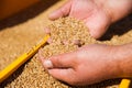 Close up of farmer`s hands holding wheat grains Royalty Free Stock Photo