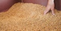 Harvest, close up of farmer`s hands holding wheat grains. Royalty Free Stock Photo