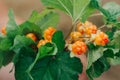 Harvest of cloudberry or rubus chamaemorus. Ripe marsh berries. Bushes with ripe yellow tasty Karelian berries